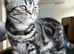 Bsh. Silver Classic Tabby .