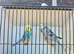 Pair of pretty budgies
