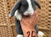 Mini lop pure bred blue and white