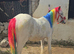 1yo cob filly