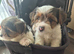 4 beautiful Biewer terriers