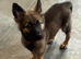 Gorgeous female german shepherd