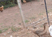 Young muscovy females