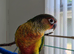 Unsexed Yellow sided green cheek