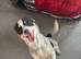 Jack Russell female Dog