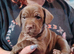 3 Frenchie x Sprocker pups