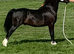 12.2 HH Welsh sec c gelding