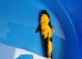 High Grade koi for sale