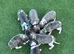 Kc reg whippet puppy’s very well bred
