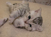 BRITISH SHORTHAIR KITTENS