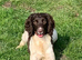 2 Sprocker spaniel Puppies
