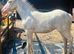 Dun Blagdon filly foal