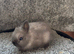 Netherland dwarf babies