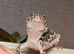 beautiful leopard gecko