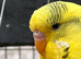 3 Young Budgies for Sale – Ready for New Homes