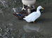 Male home bred duck