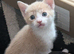 Beautiful ginger kittens