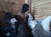 Peking and silky hens