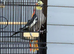 Cockatiel boy