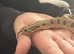 Male Western Hognose – Conda 100% Het Albino