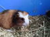 Beautiful pair of boys guinea pigs ready now