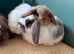 Agouti Mini Lop