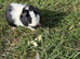 Beautiful guinea pigs 1 for &pound;15 2 for &pound;20