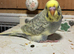Young Budgies's