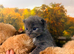 Ragdoll blue mitted born 10/07/26