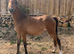 Hackney yearling filly