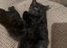 Stitch &ndash; Male Maine Coon Mix with No Off Switch & High-Speed Zoomies