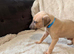Last kc registered male whippet pup