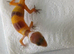 2026 hypo tangrine leopard geckos