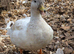 Call and runner duck Drakes only for sale