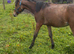 Show pony unreg yearling colt