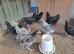 Jersey Giant hens.......hatching eggs