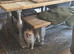 Female Pomeranian for sale