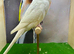 Mixed budgies