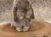 Chocolate chinchilla doe