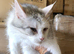 Female maine coon for sale