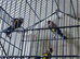 2 pair goldfinchs 2025 for sall and 3 grey goldfinchs 2026 for sale