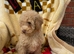 Toy poodle
