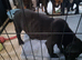 Staffy X lab for sale