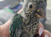 Supper silly tame conure