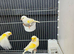 2026 Closed Rung Dimorphic Canaries