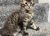 Maine Coone kittens