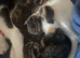 Kittens for sale