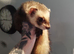 Hob ferret 16months old