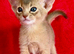 Beautiful GCCF Registered Abyssinian kittens