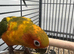 Hand Reared Baby Sun Conures